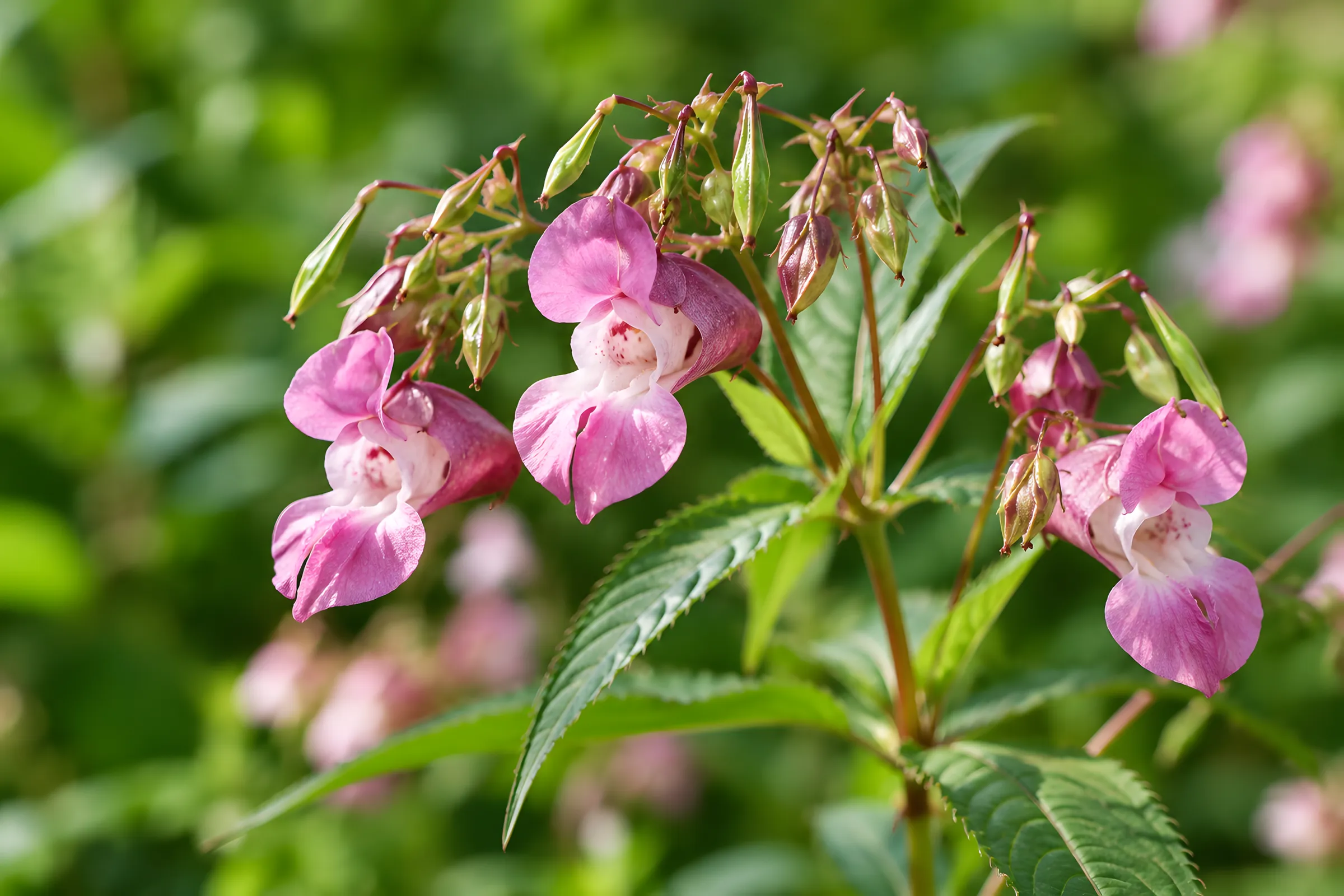 Rosa Blüten des Springkrauts mit grünen Blättern, die Bachblüte Impatiens.