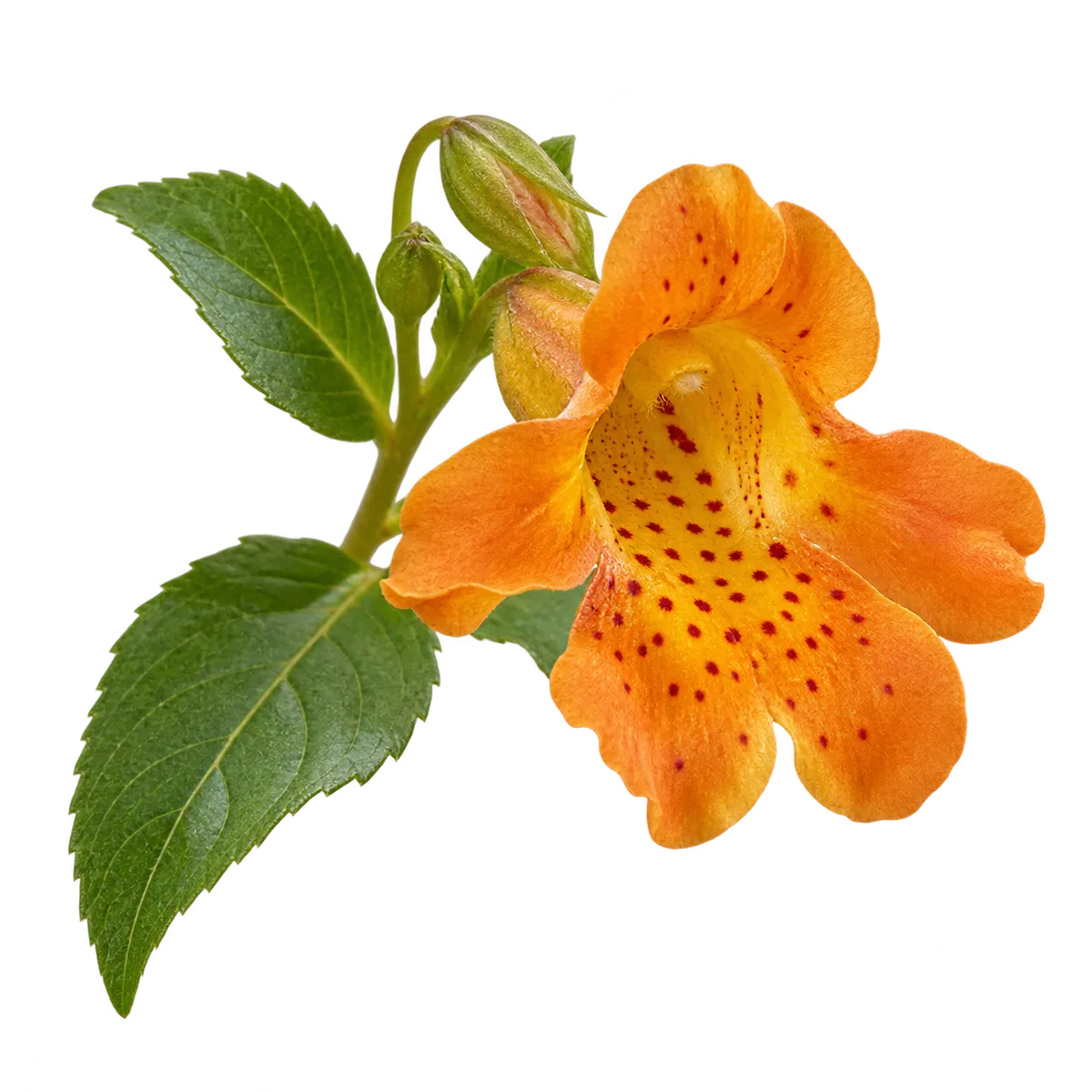 Eine orangefarbene Blüte mit grünen Blättern.
